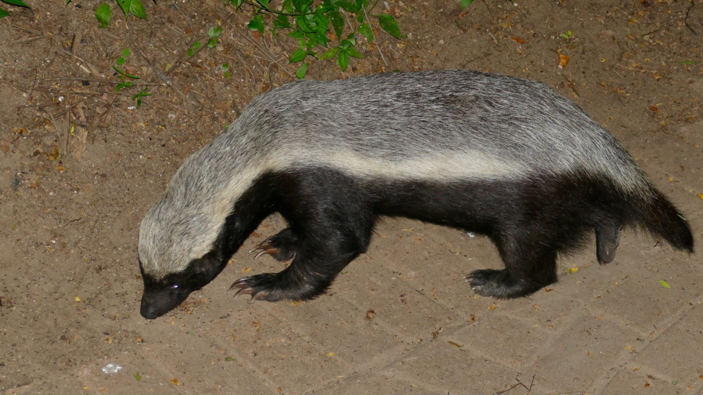 African Honey Badger 