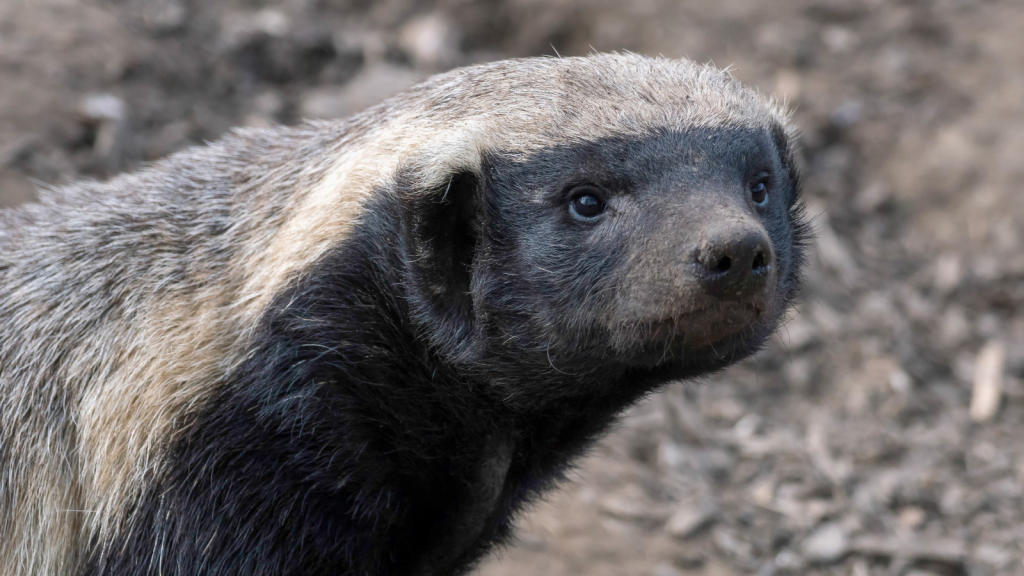 African Honey Badger