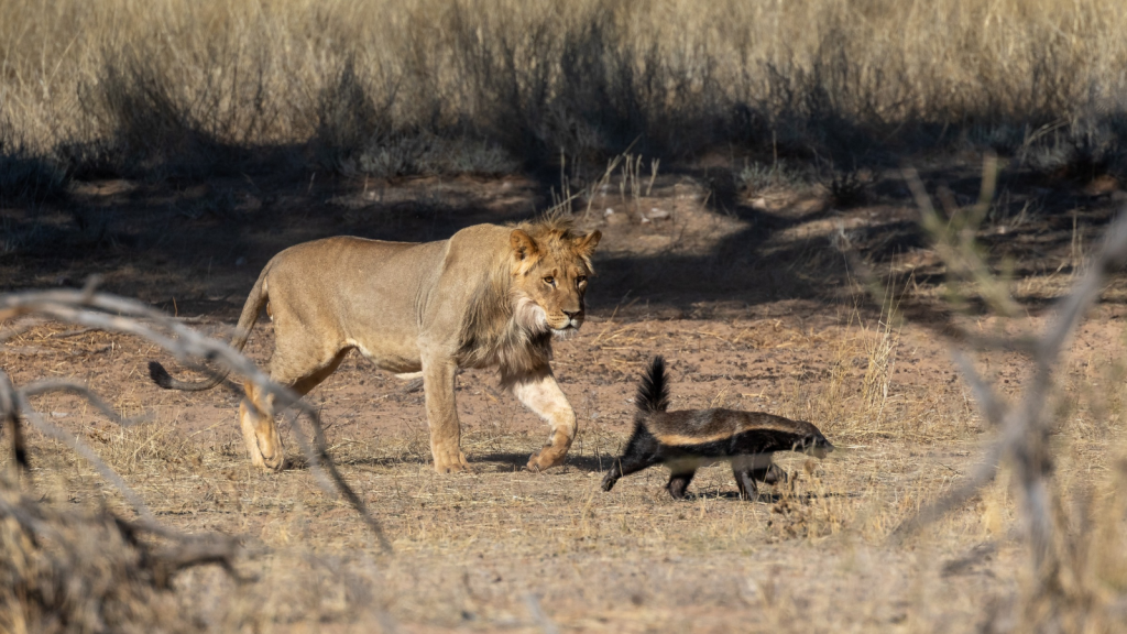 African Honey Badger 