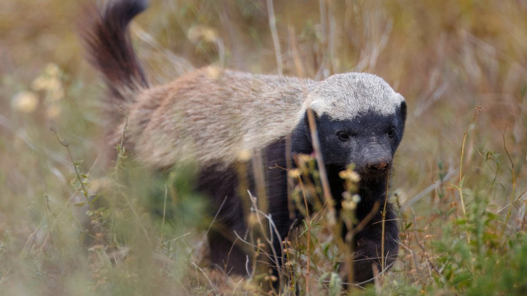 African Honey Badger