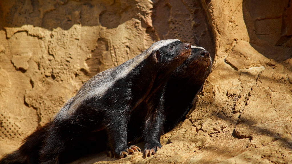 African Honey Badger