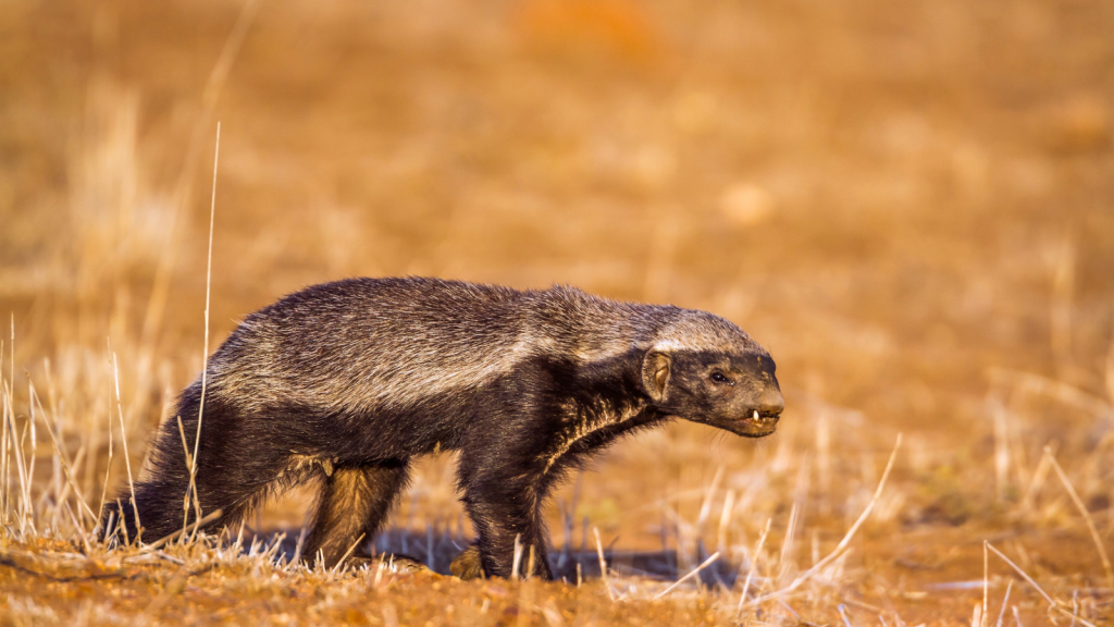 African Honey Badger