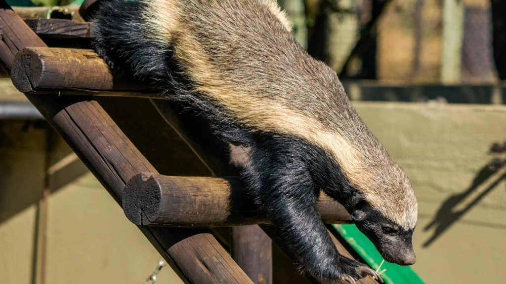 African Honey Badger