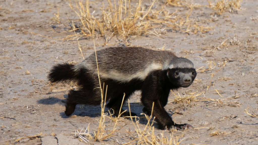 African Honey Badger