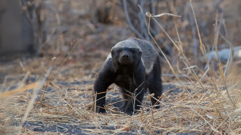 African Honey Badger