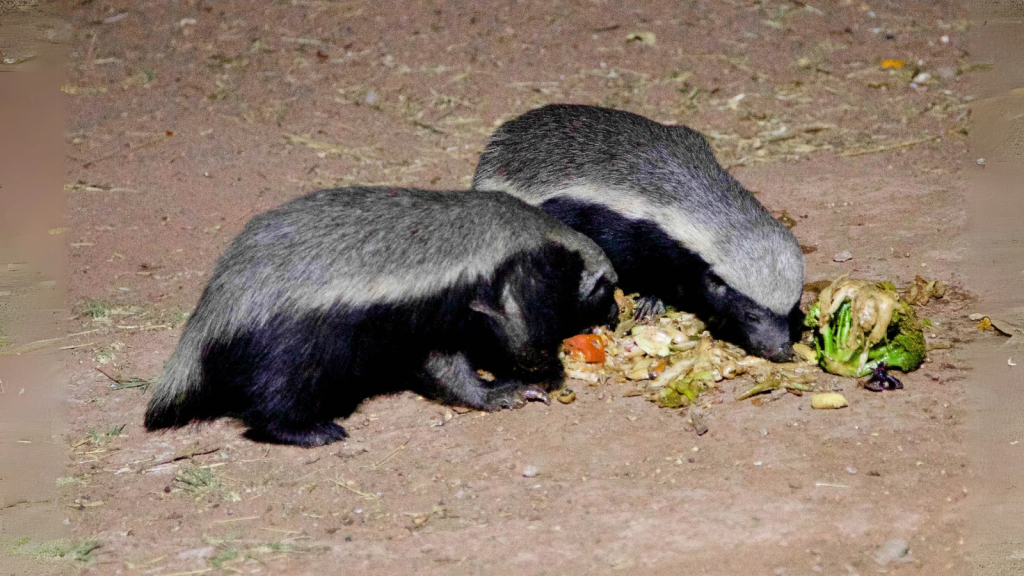 African Honey Badger