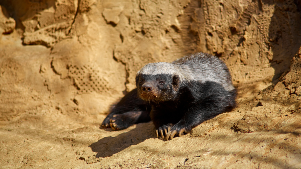 African Honey Badger