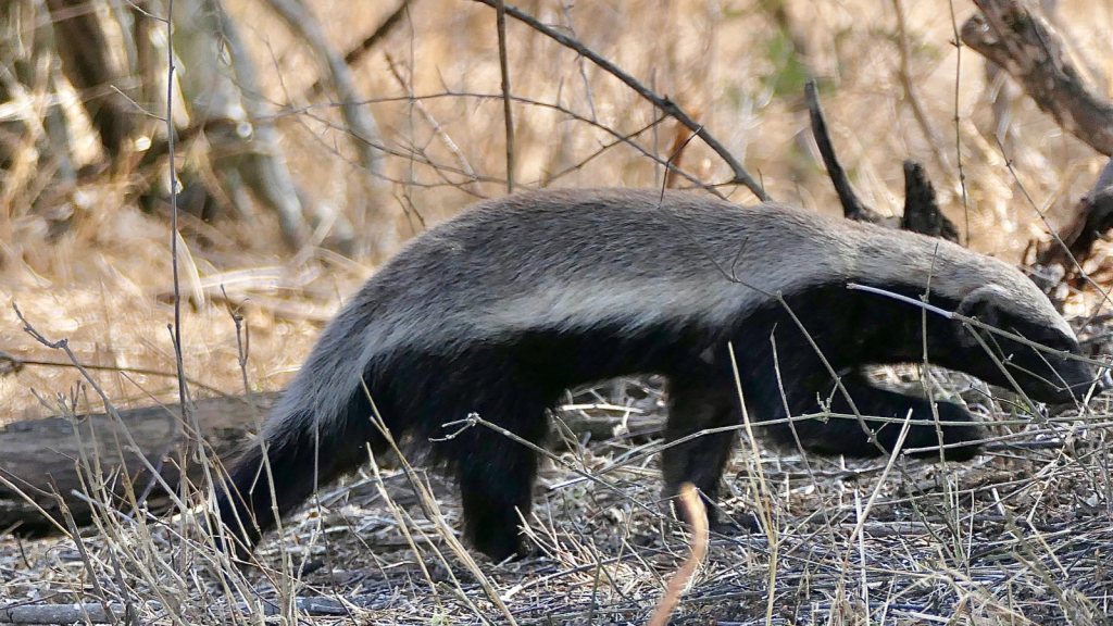 African Honey Badger