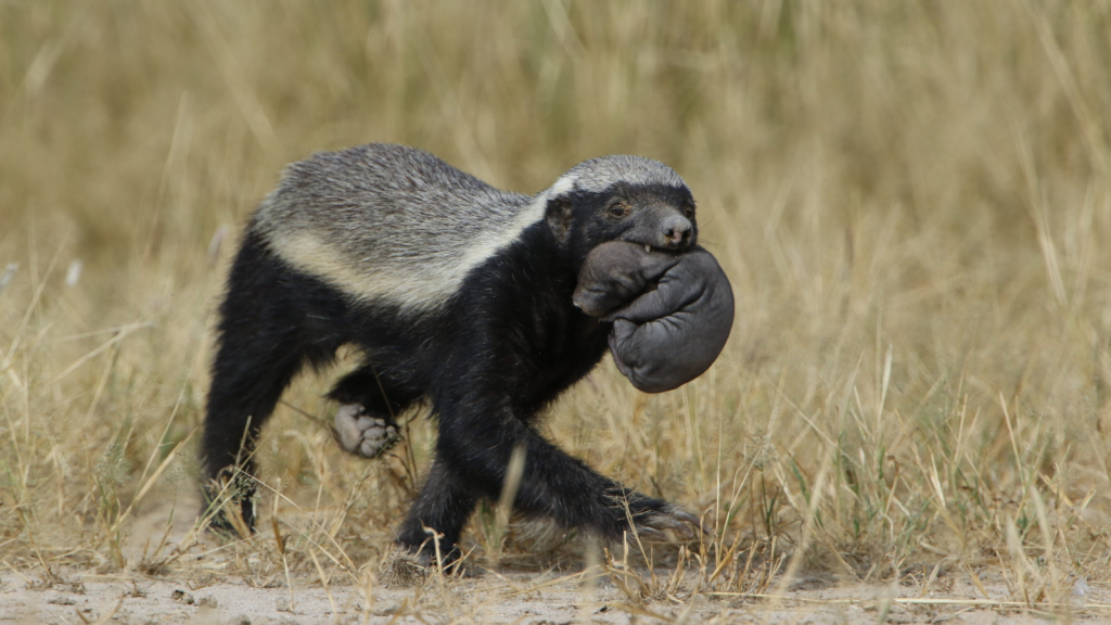 African Honey Badger