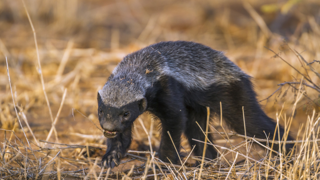 15 Facts About the Honey Badger, the Fiercest Animal in Africa