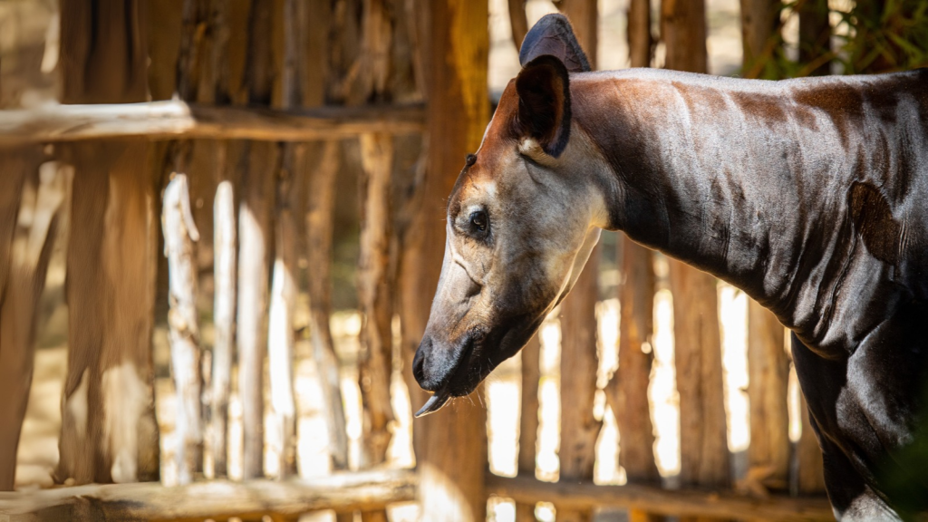 Okapi 