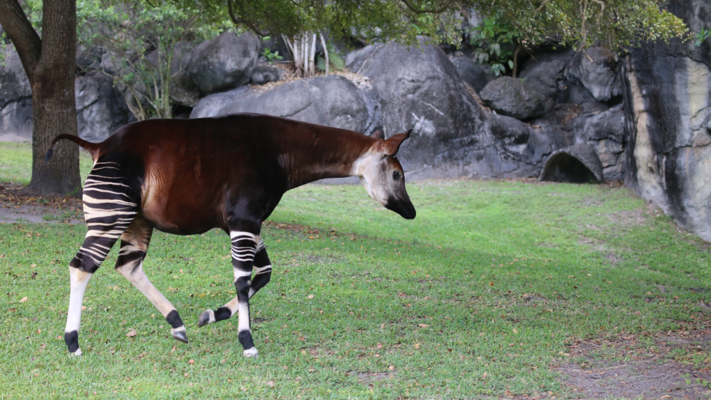 Okapi