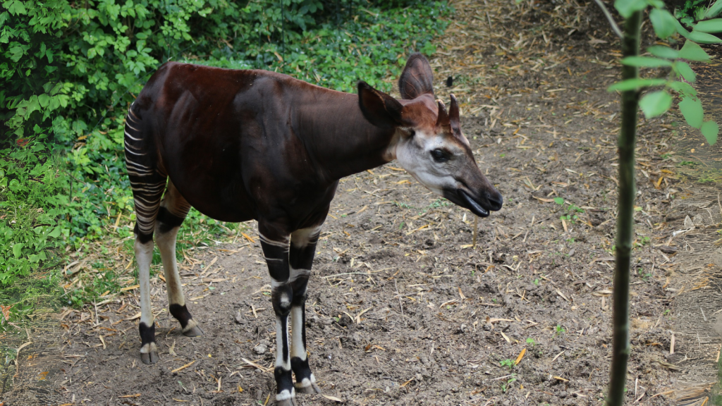 Okapi