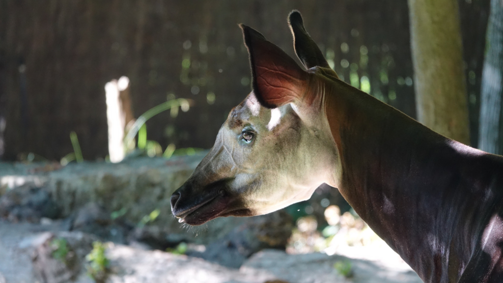 Okapi