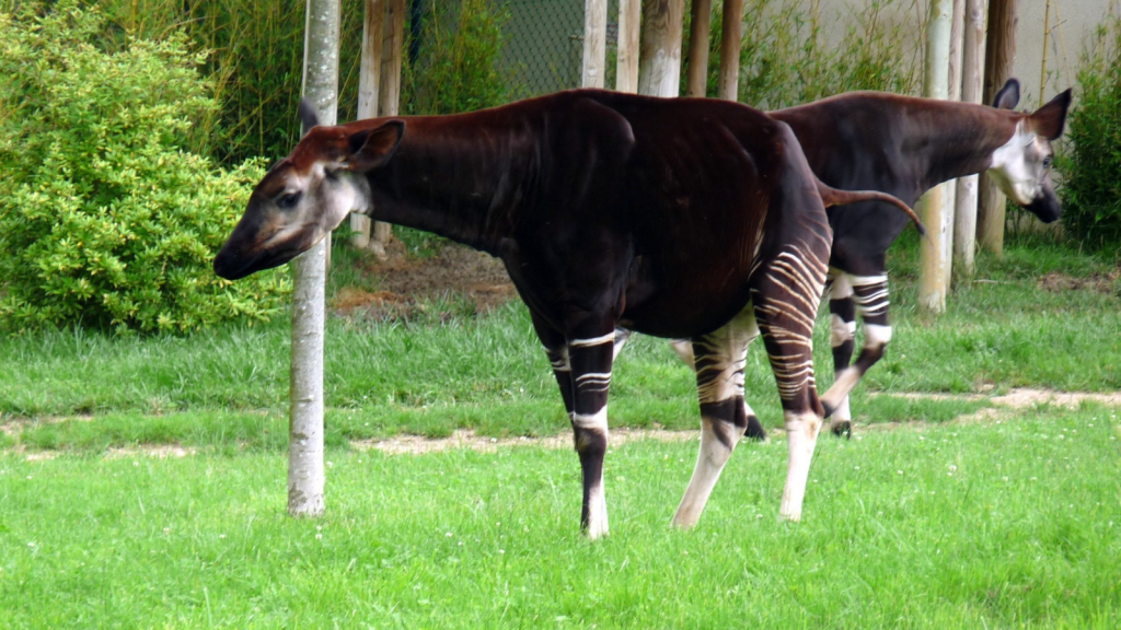 Okapi