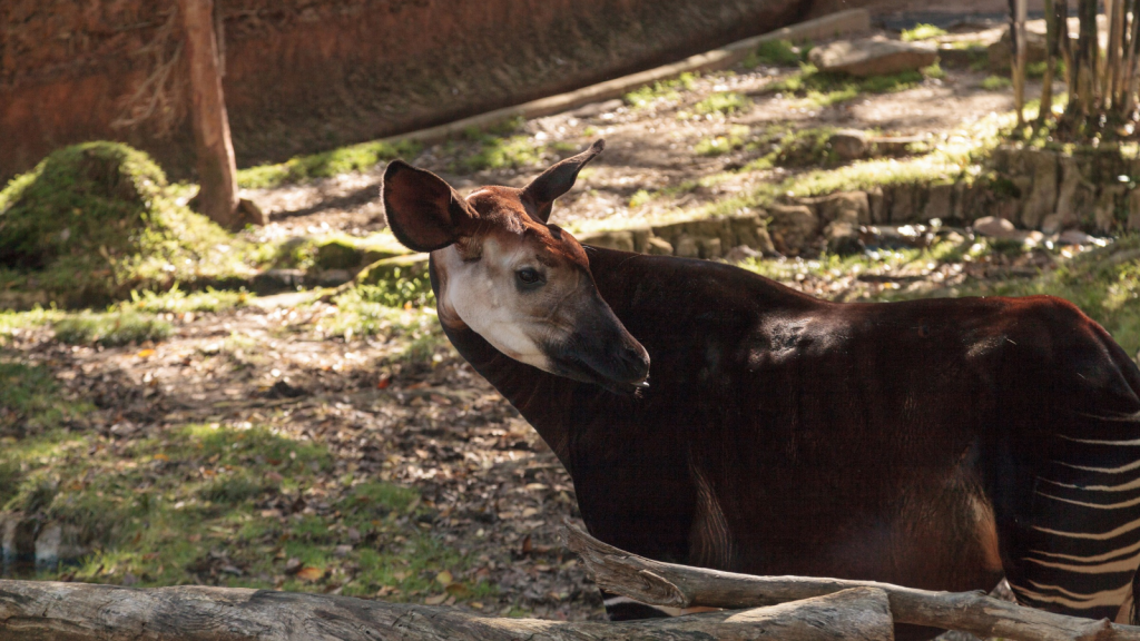 Okapi