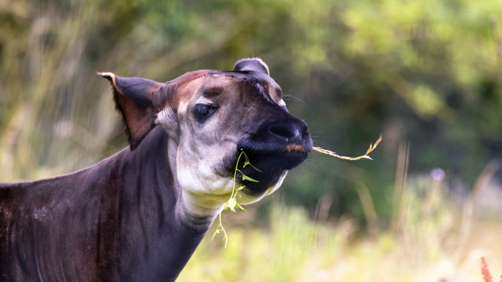 Okapi