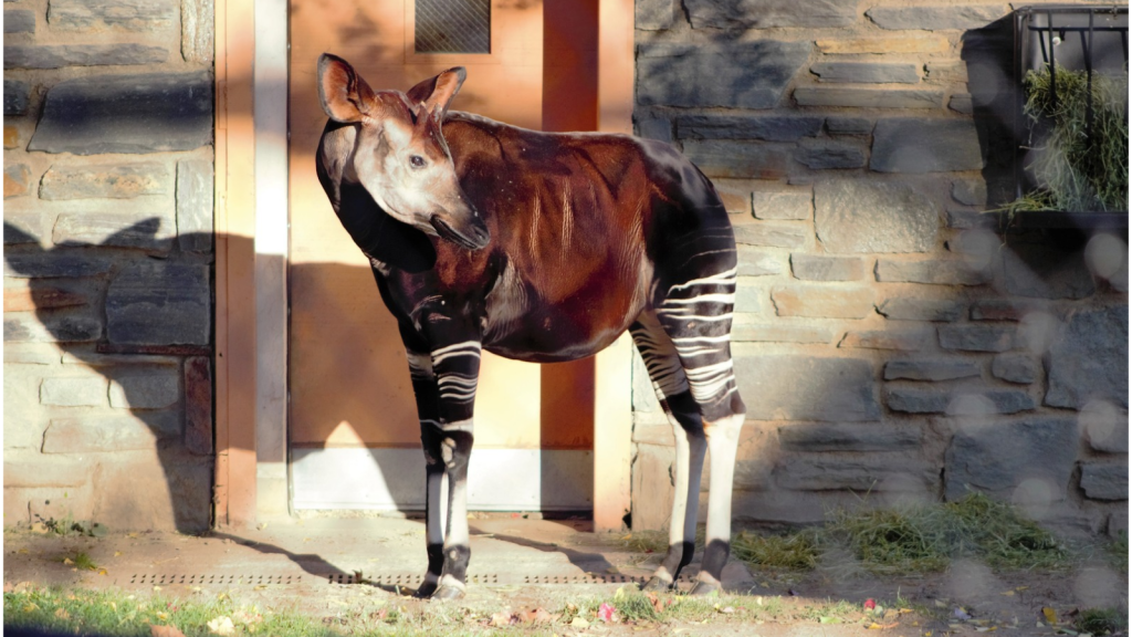 Okapi