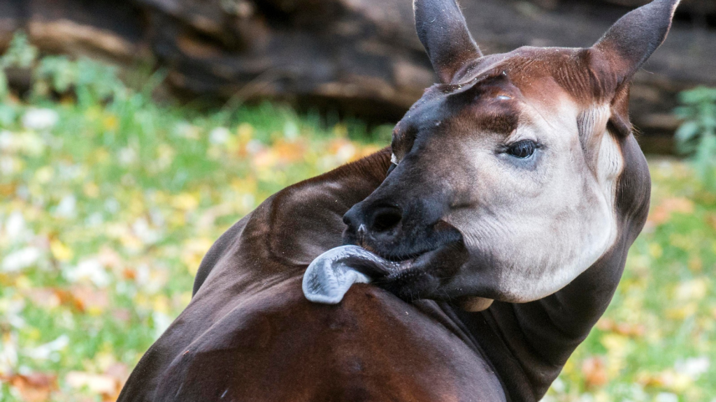 Okapi