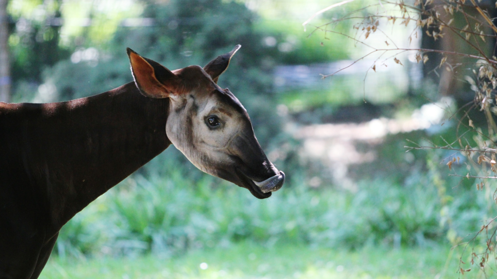 Okapi