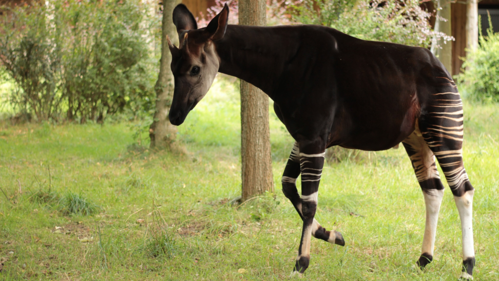 Okapi