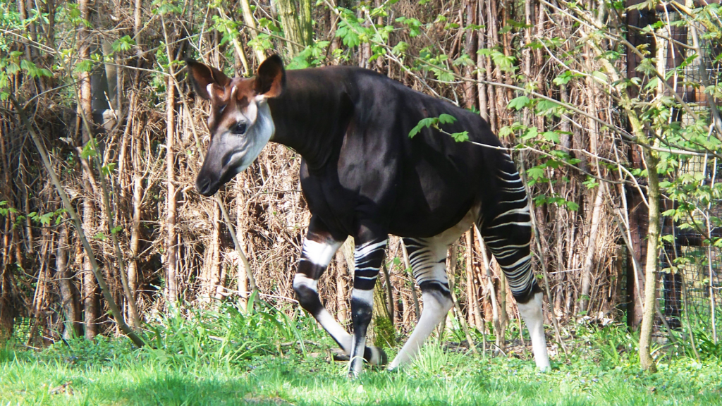 Okapi 