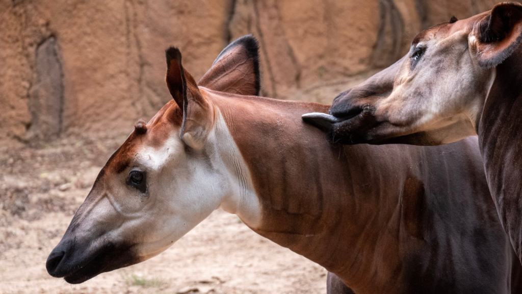 Okapi