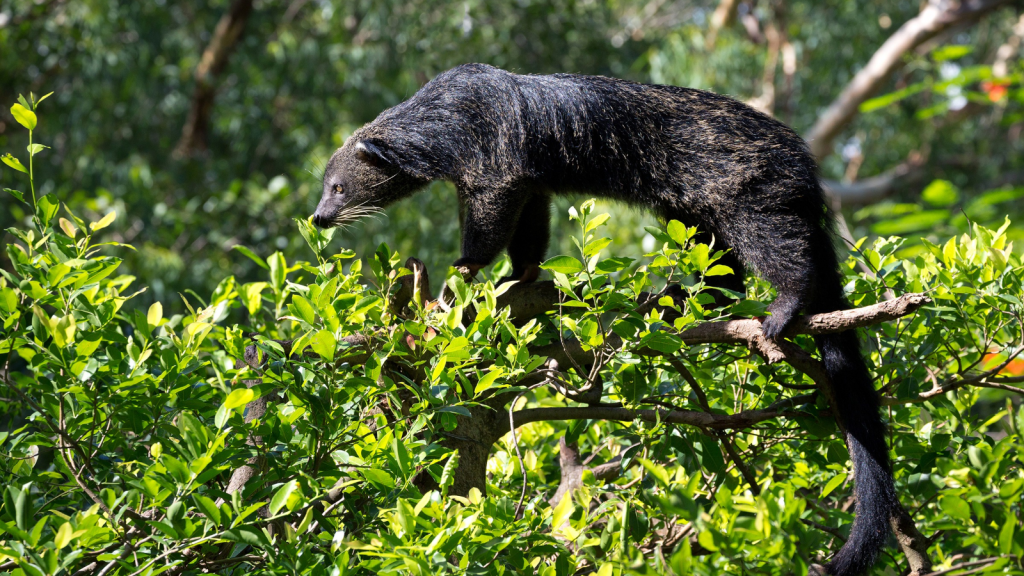 Bearcat