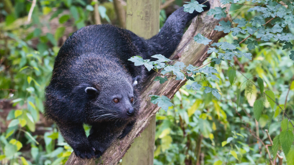 Bearcat