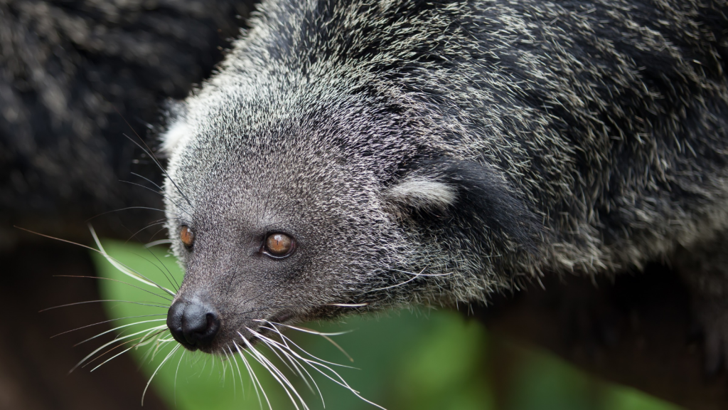 Bearcat