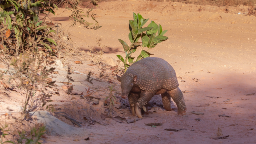 Giant Armadillo