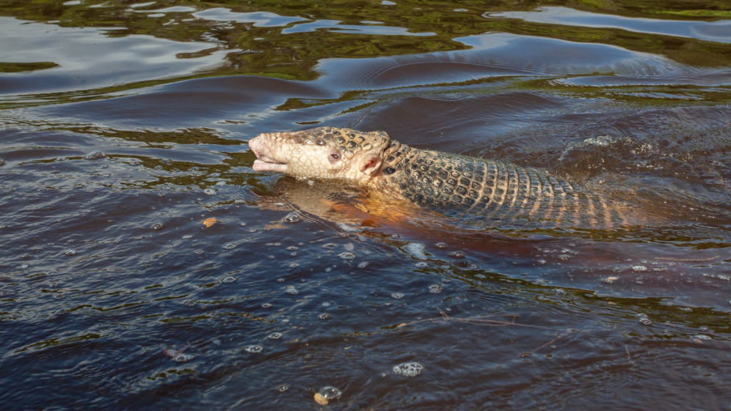 Giant Armadillo