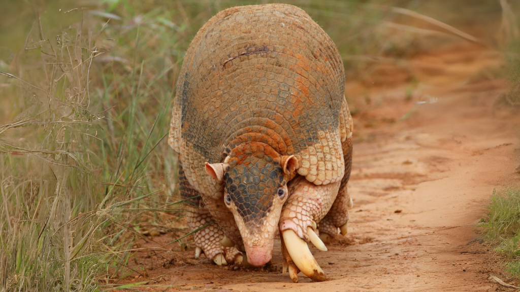 12 Little-Known Details About the Giant Armadillo