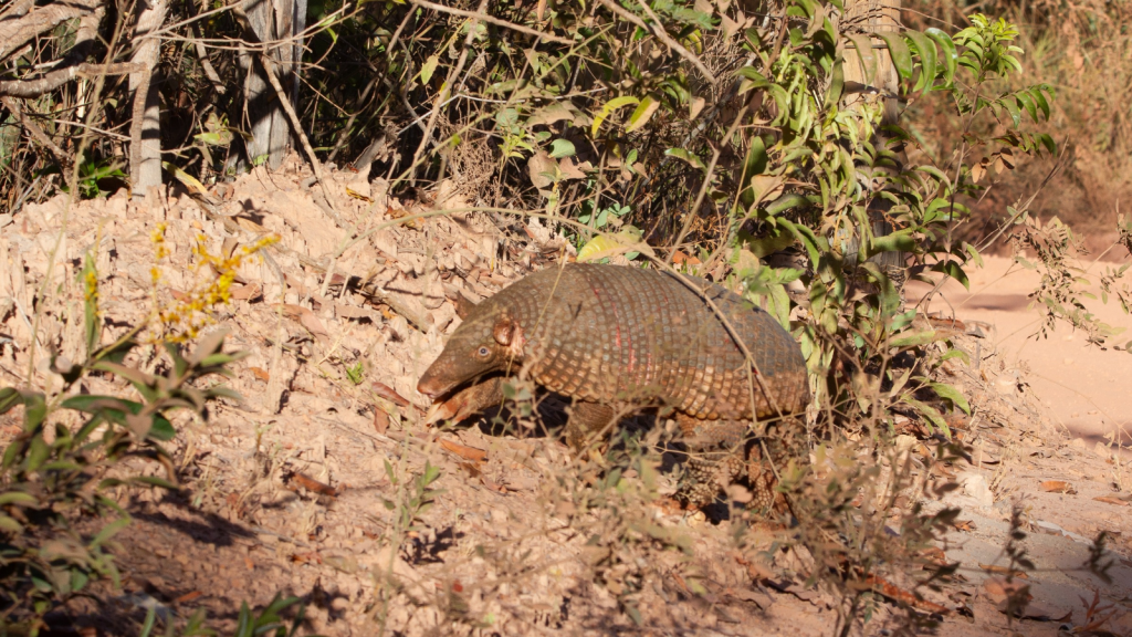 Giant Armadillo 