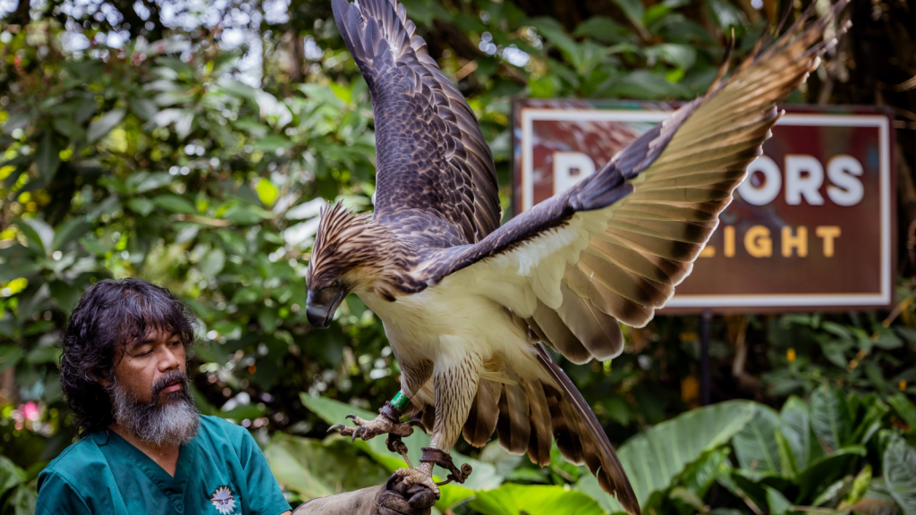 Philippine Eagle