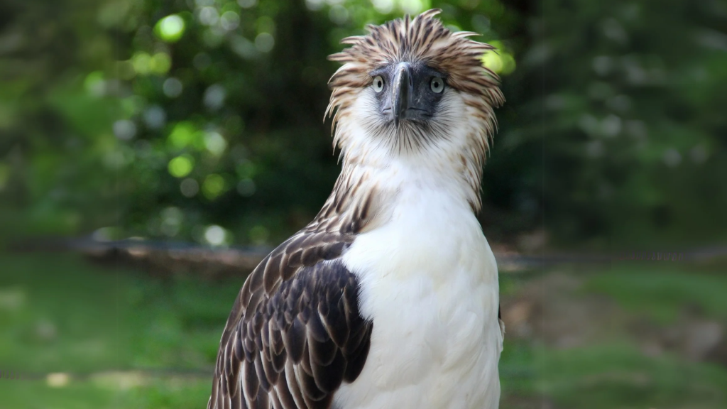 Philippine Eagle