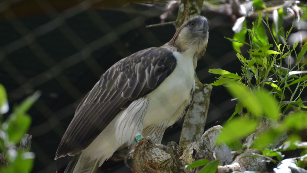 Philippine Eagle