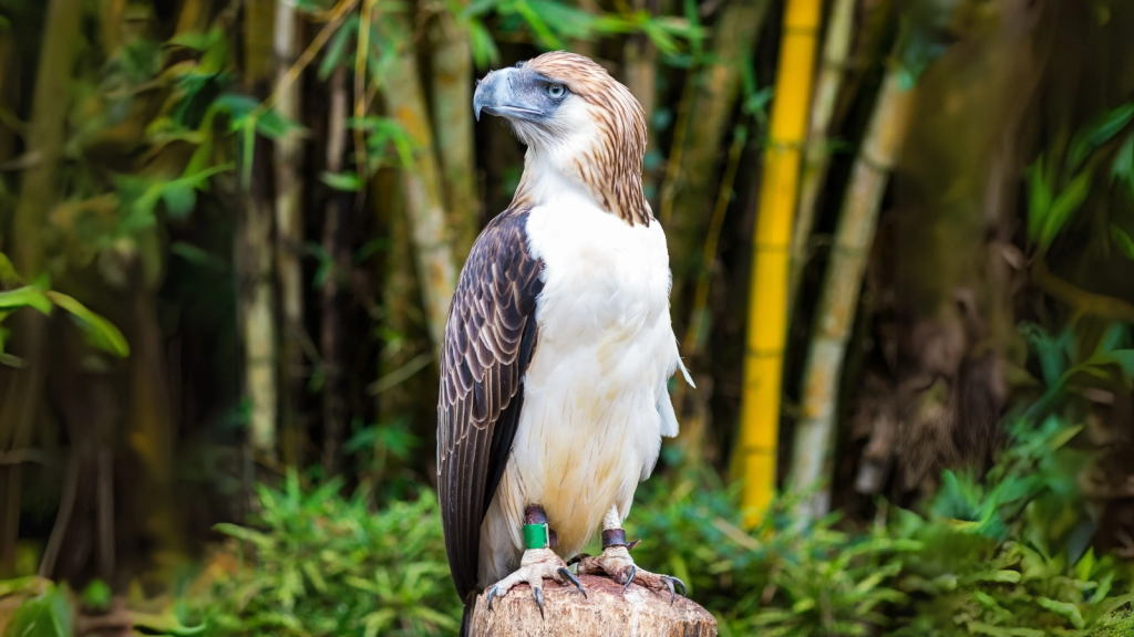 Philippine Eagle