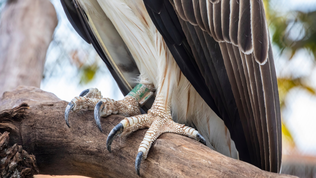 Philippine Eagle