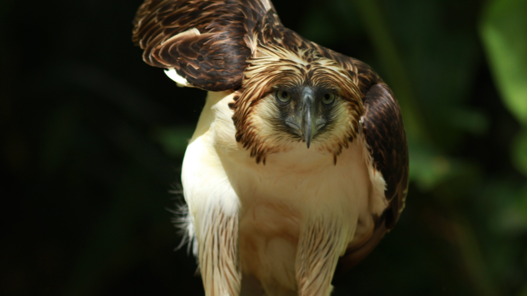 Philippine Eagle