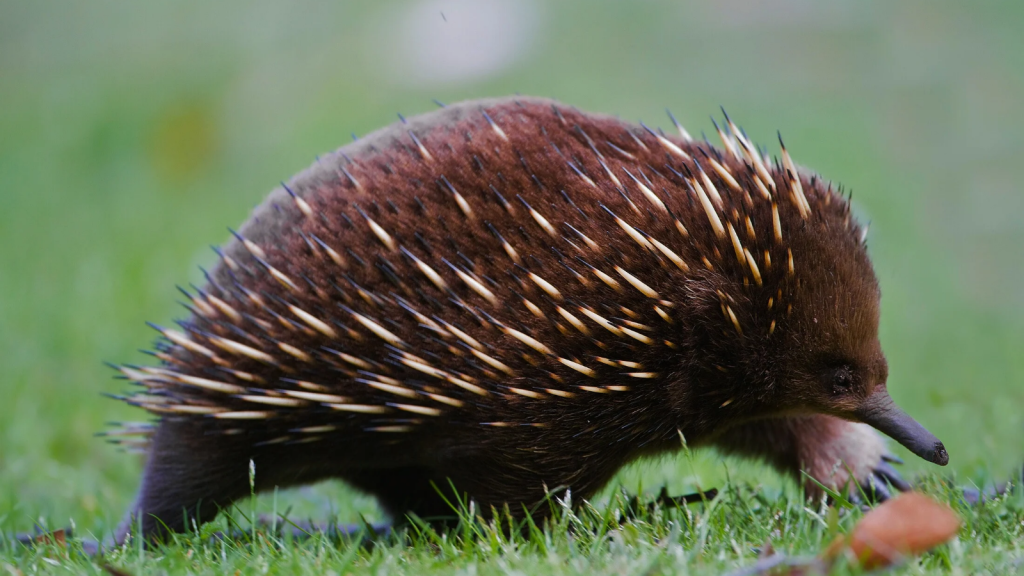 Echidna