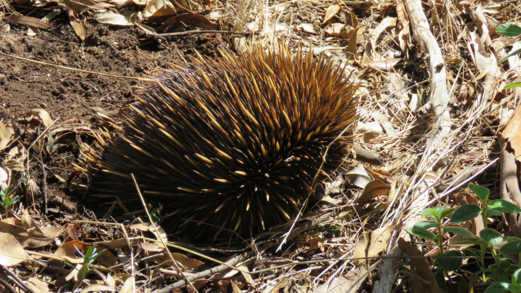 Echidna