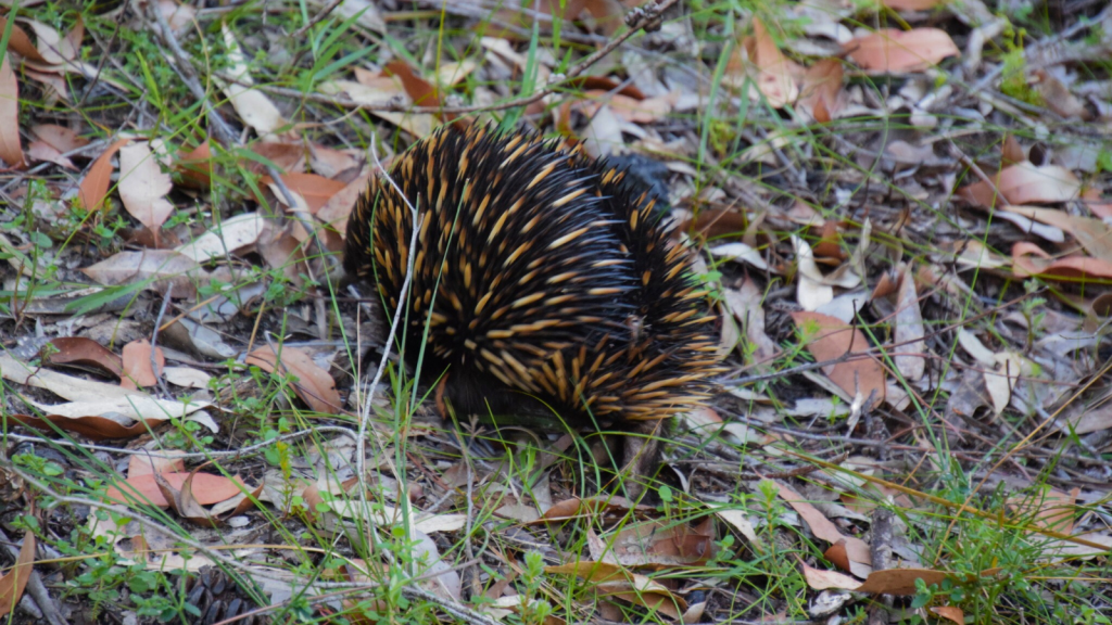 Echidna