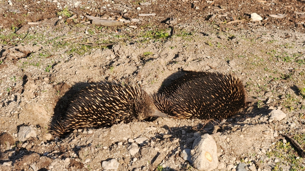 Echidna