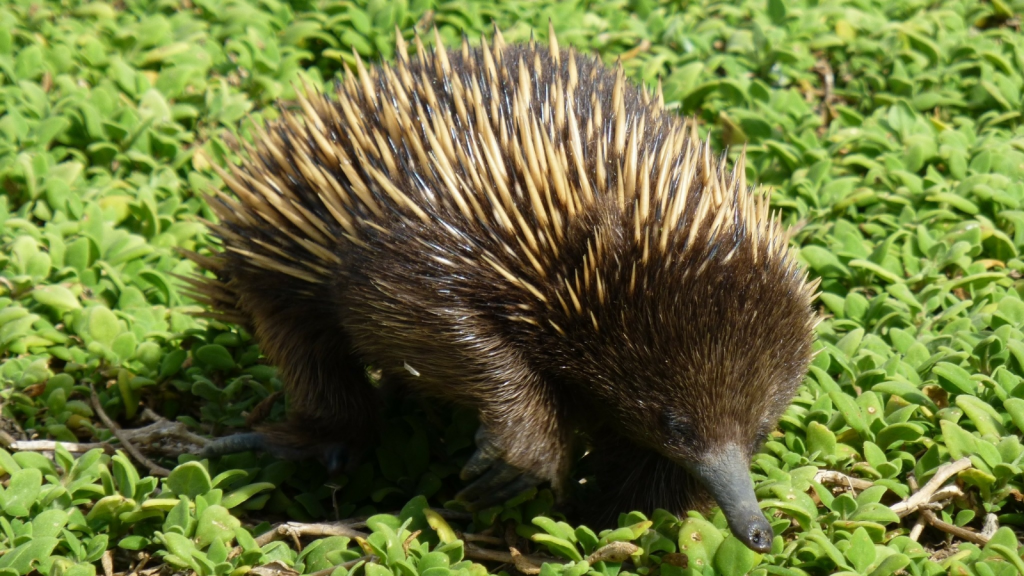 Echidna