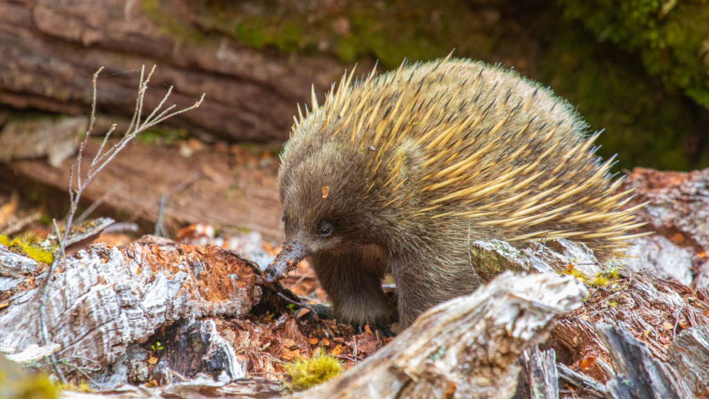 Echidna