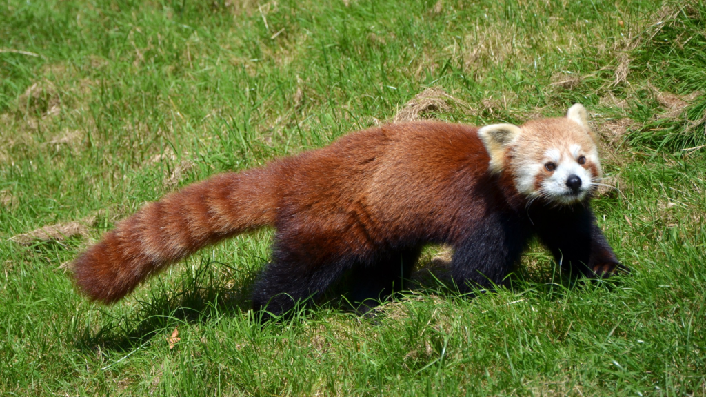 Red Panda