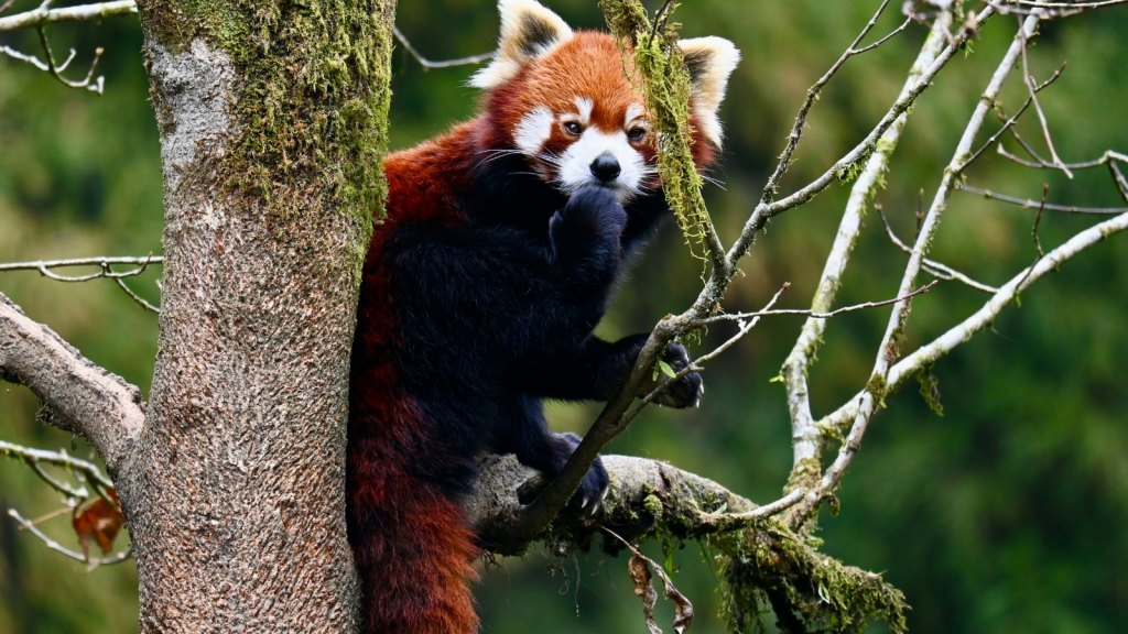 Red Panda