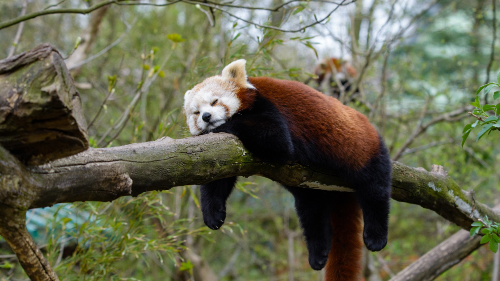 Red Panda