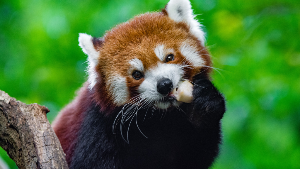 Red Panda